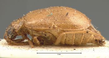 Media type: image;   Entomology 18472 Aspect: habitus lateral view